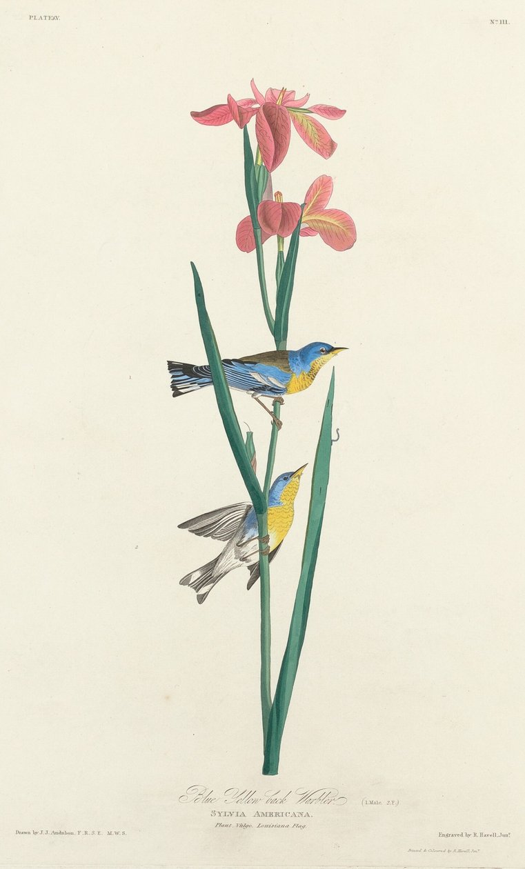 Blau-Gelb-Rückensänger von Robert Havell after John James Audubon