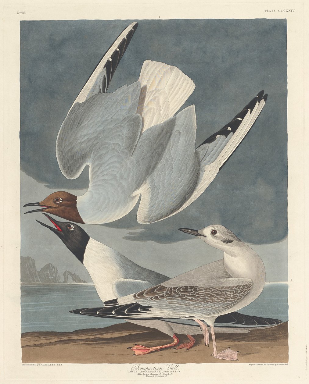 Bonapartemöwe von Robert Havell after John James Audubon