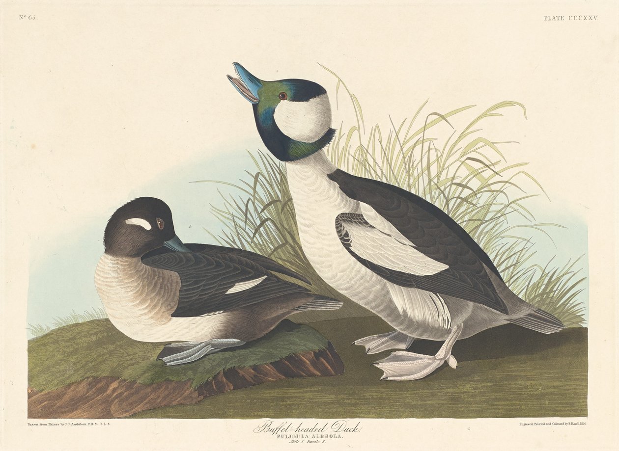 Büffelkopfente von Robert Havell after John James Audubon