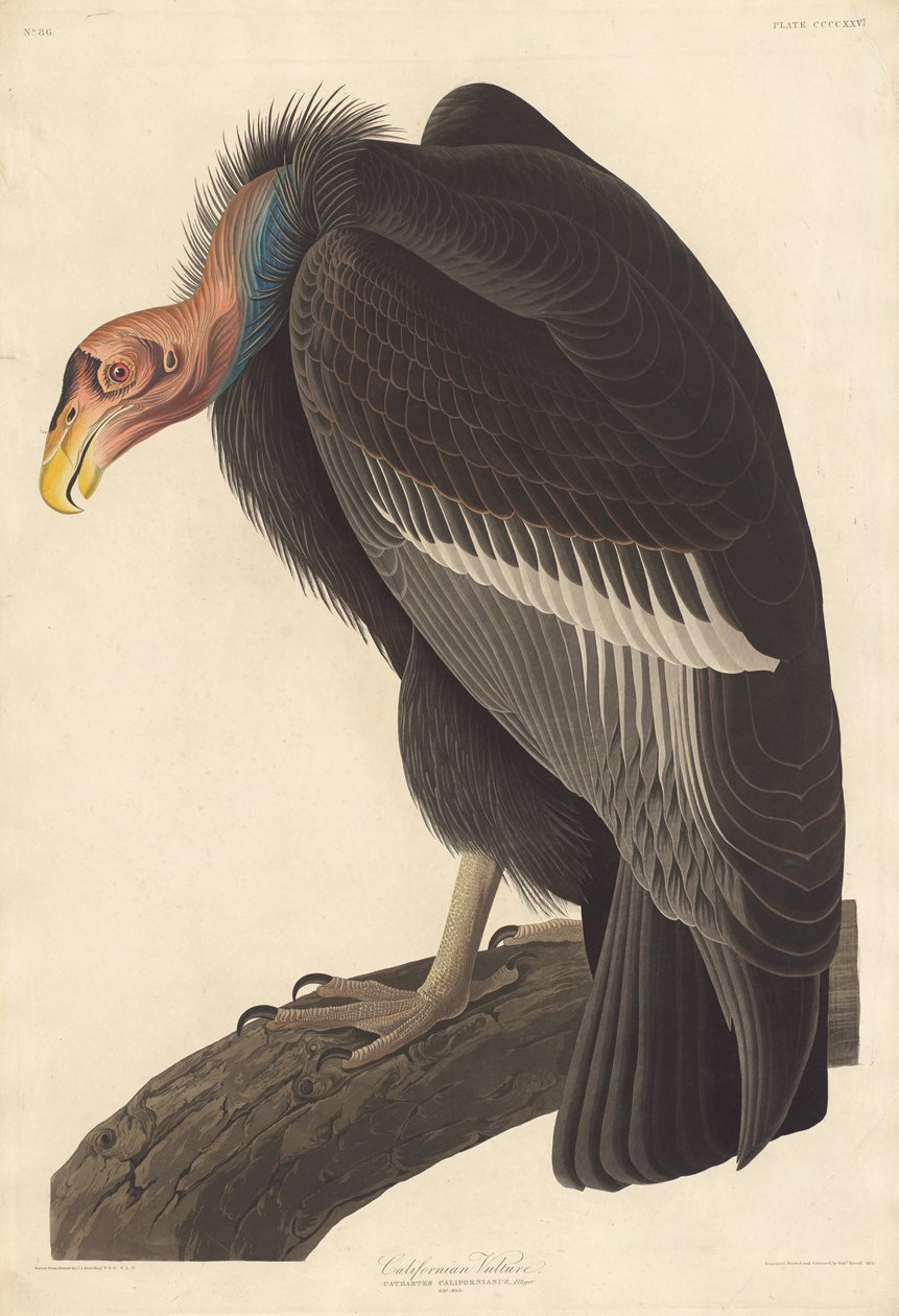 Kalifornischer Geier von Robert Havell after John James Audubon