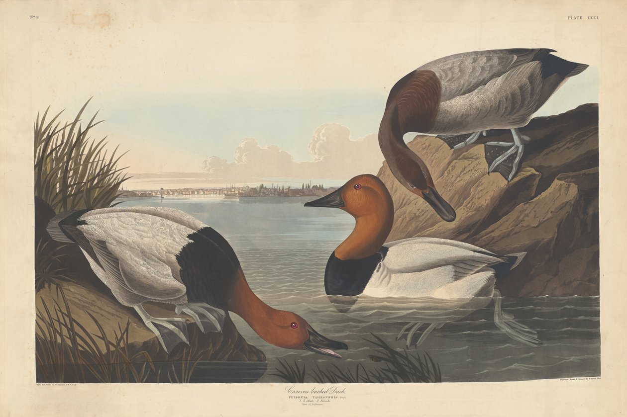 Rückenente von Robert Havell after John James Audubon