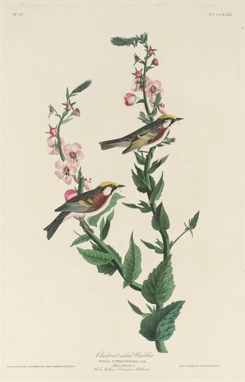 Kastanienwaldsänger von Robert Havell after John James Audubon