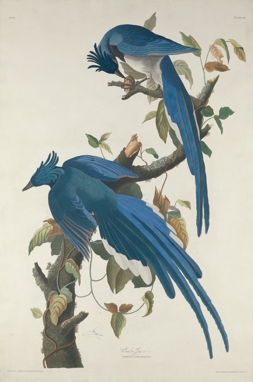Kolumbienhäher von Robert Havell after John James Audubon