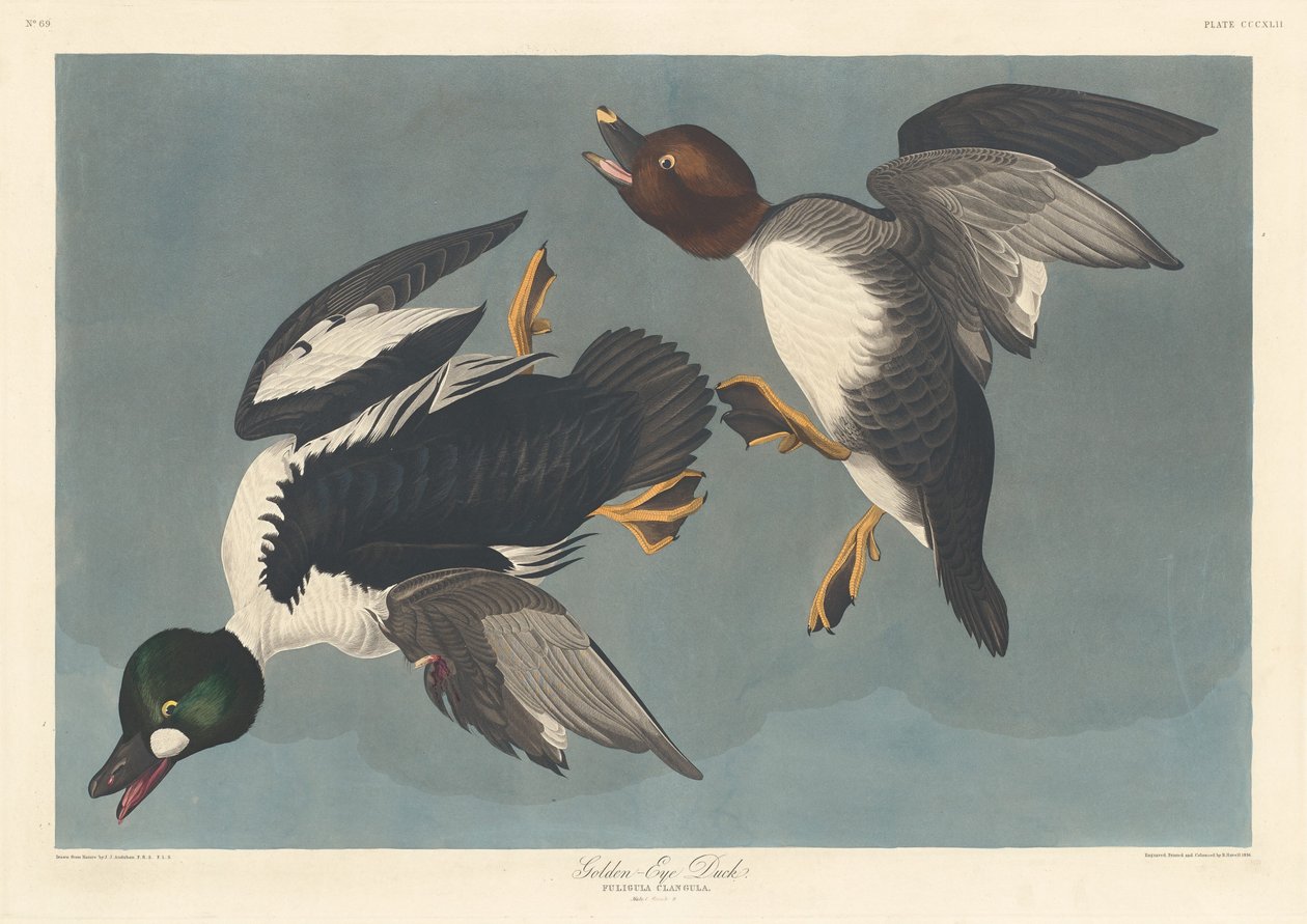 Schellente von Robert Havell after John James Audubon