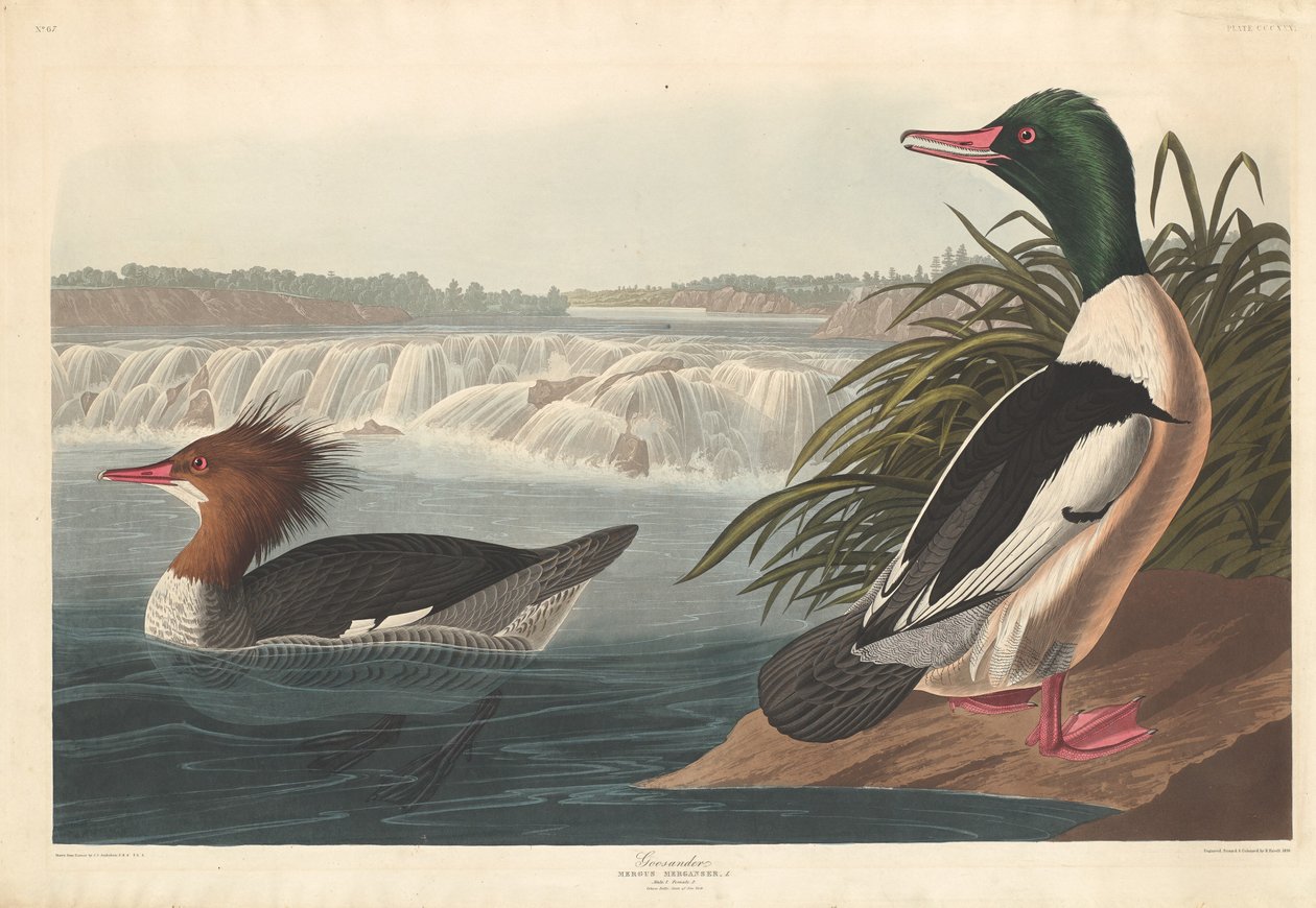 Gänsesäger von Robert Havell after John James Audubon