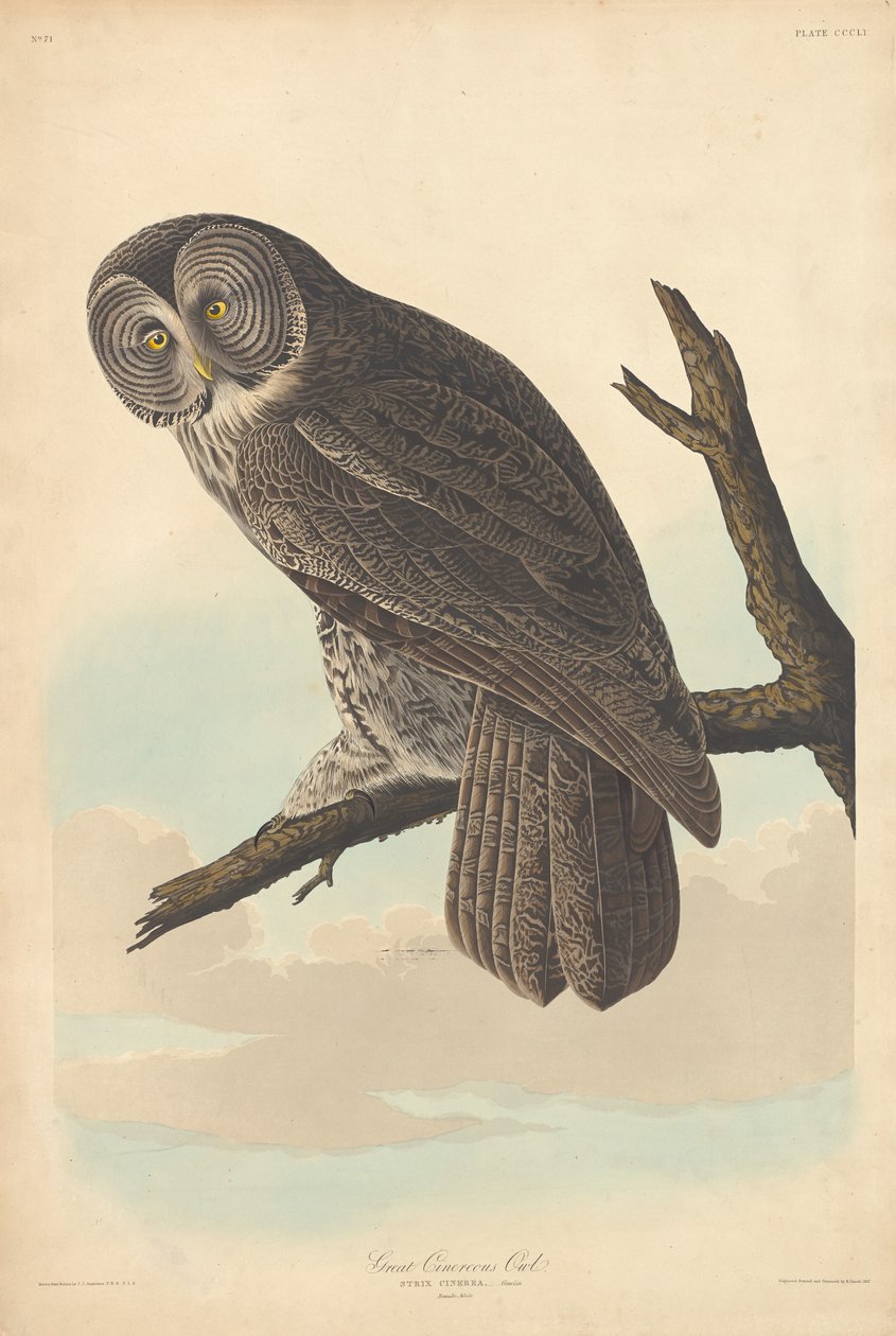 Große Graueule von Robert Havell after John James Audubon