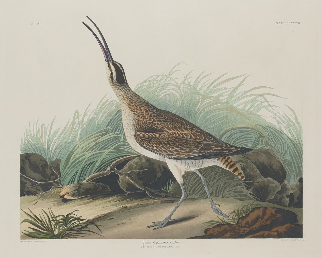 Großer Eskimokiebitz von Robert Havell after John James Audubon