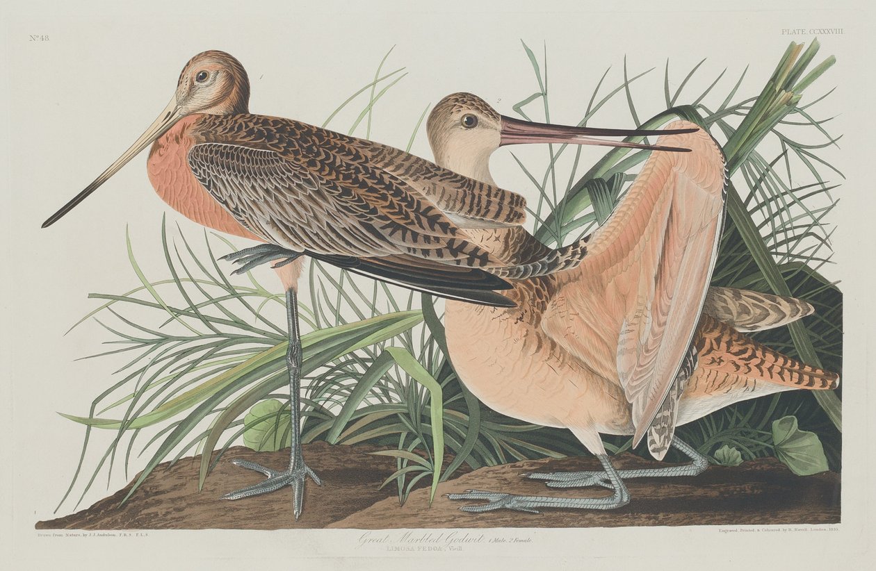 Großer Marmorgottwit von Robert Havell after John James Audubon