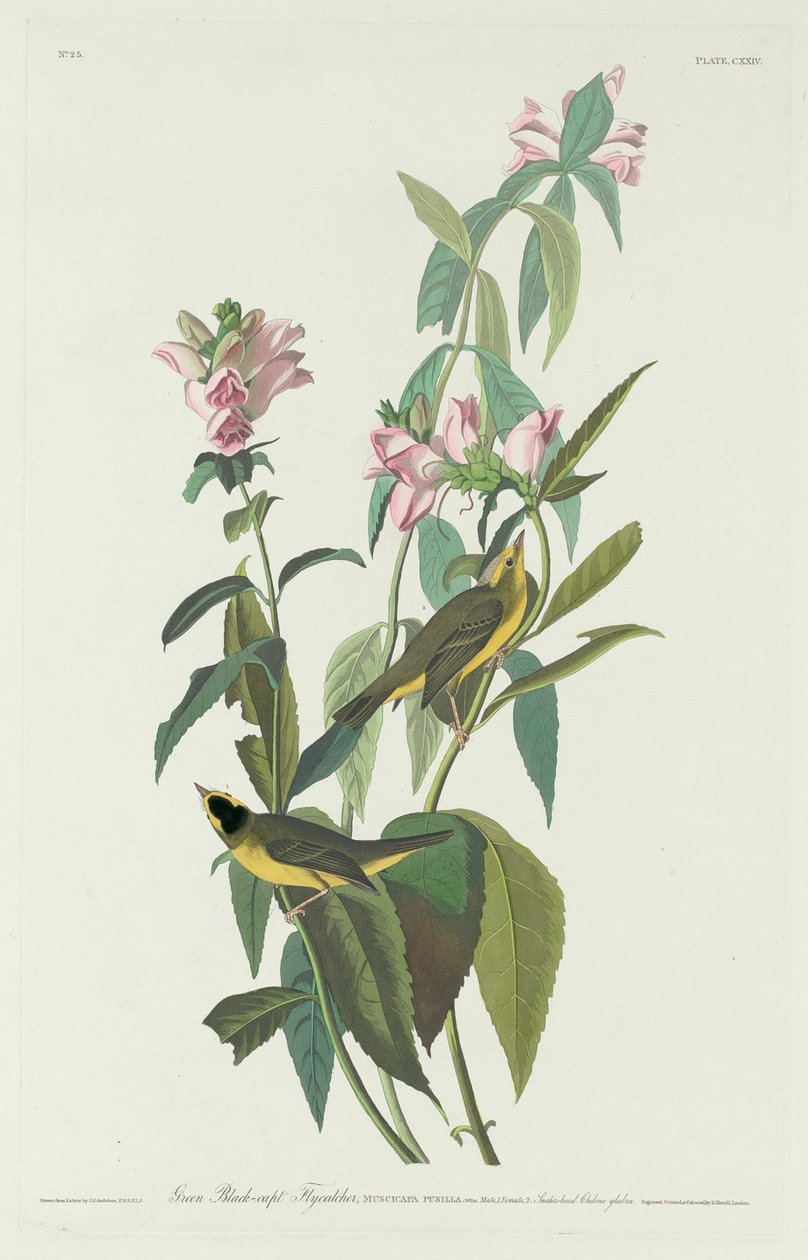 Grün-Schwarz-Kappenfliegenschnäpper von Robert Havell after John James Audubon