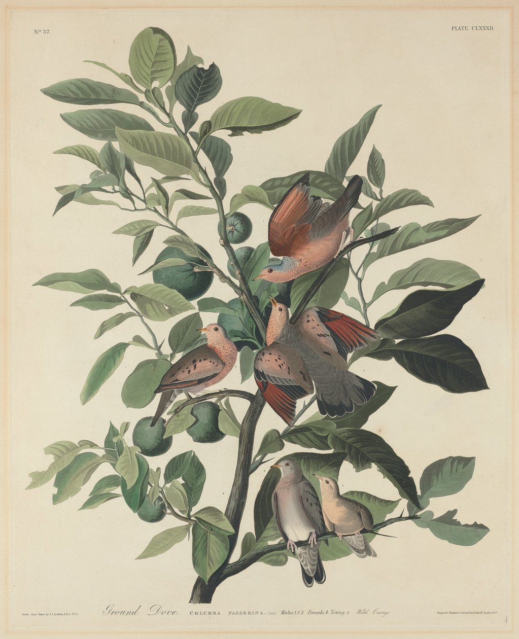 Bodentaube von Robert Havell after John James Audubon