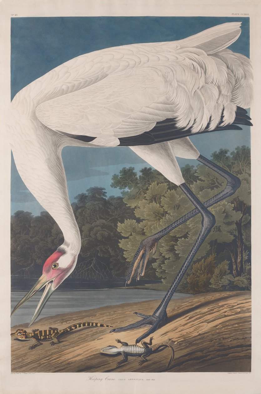 Schreikranich von Robert Havell after John James Audubon