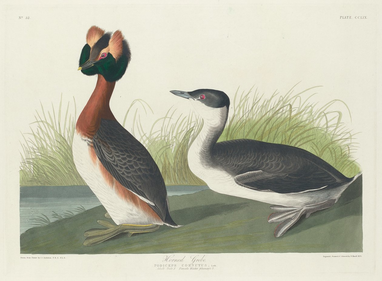 Ohrentaucher von Robert Havell after John James Audubon