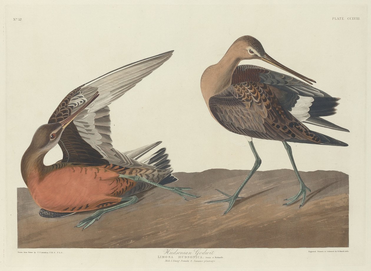 Hudsonschnepfe von Robert Havell after John James Audubon