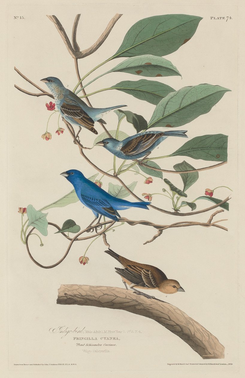 Indigovogel von Robert Havell after John James Audubon