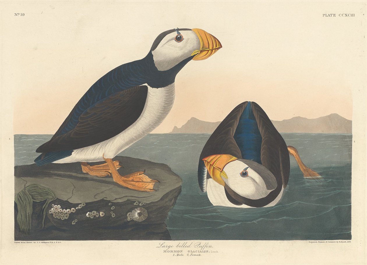 Papageitaucher mit großem Schnabel von Robert Havell after John James Audubon