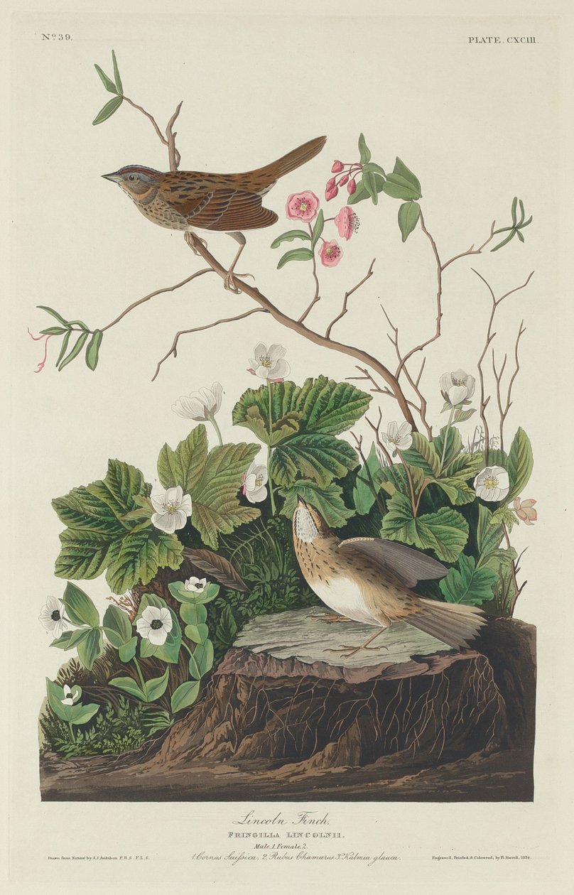 Lincoln Finch von Robert Havell after John James Audubon