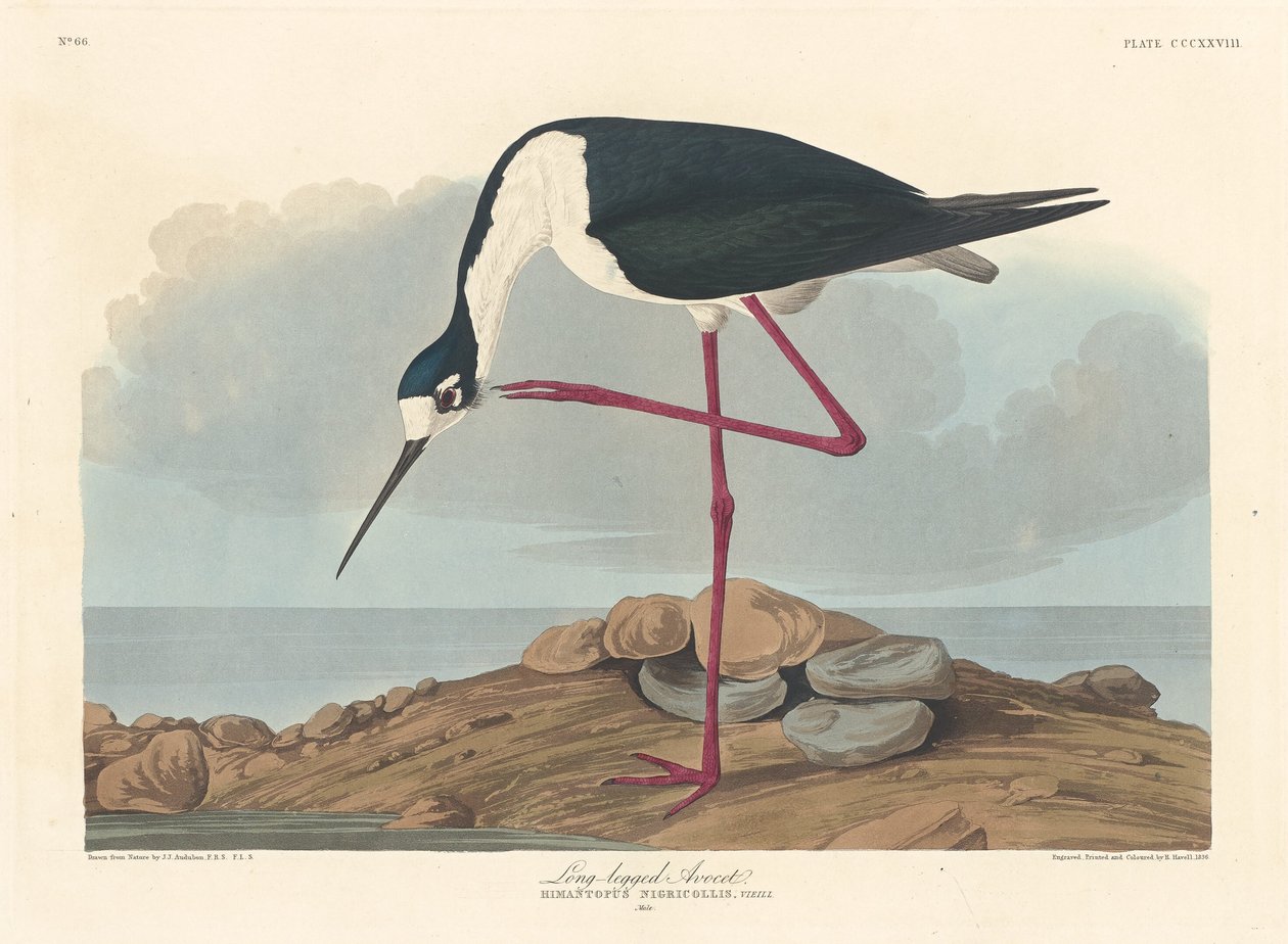 Langbeiniger Säbelschnäbler von Robert Havell after John James Audubon