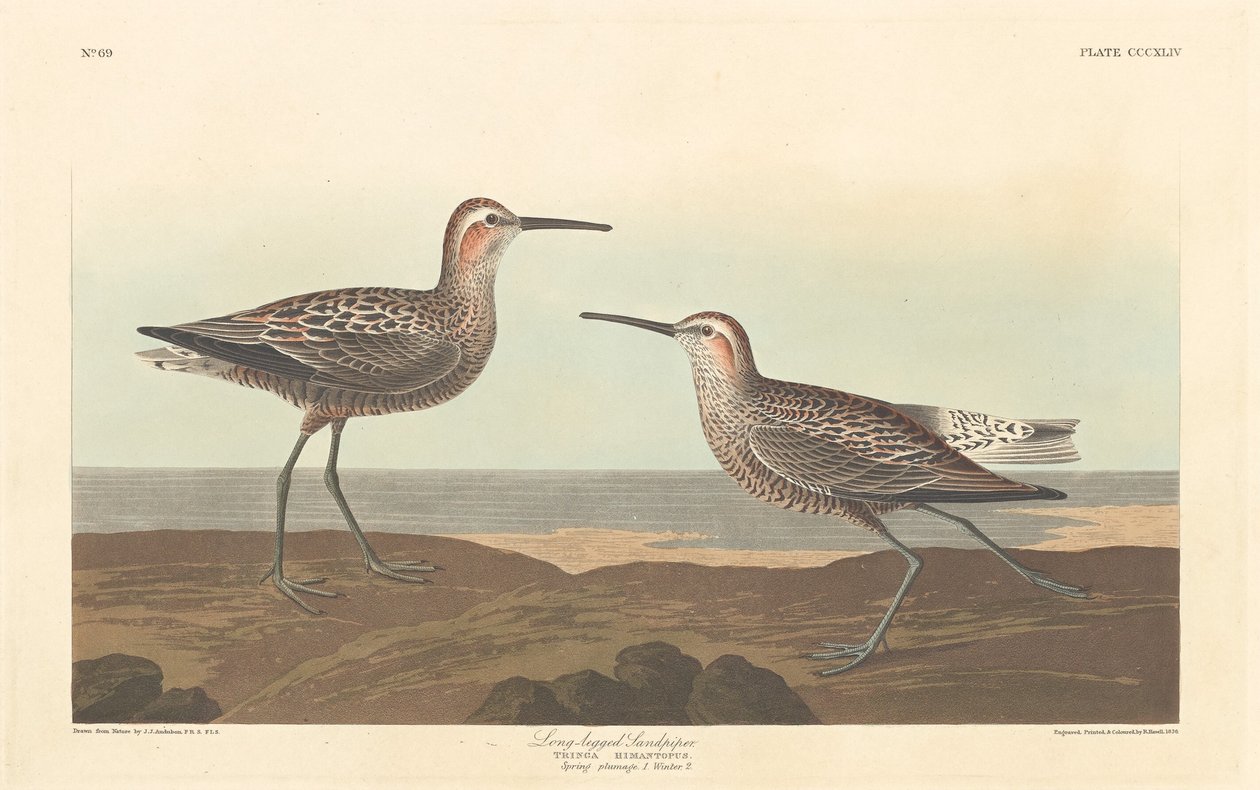 Langbeiniger Strandläufer von Robert Havell after John James Audubon
