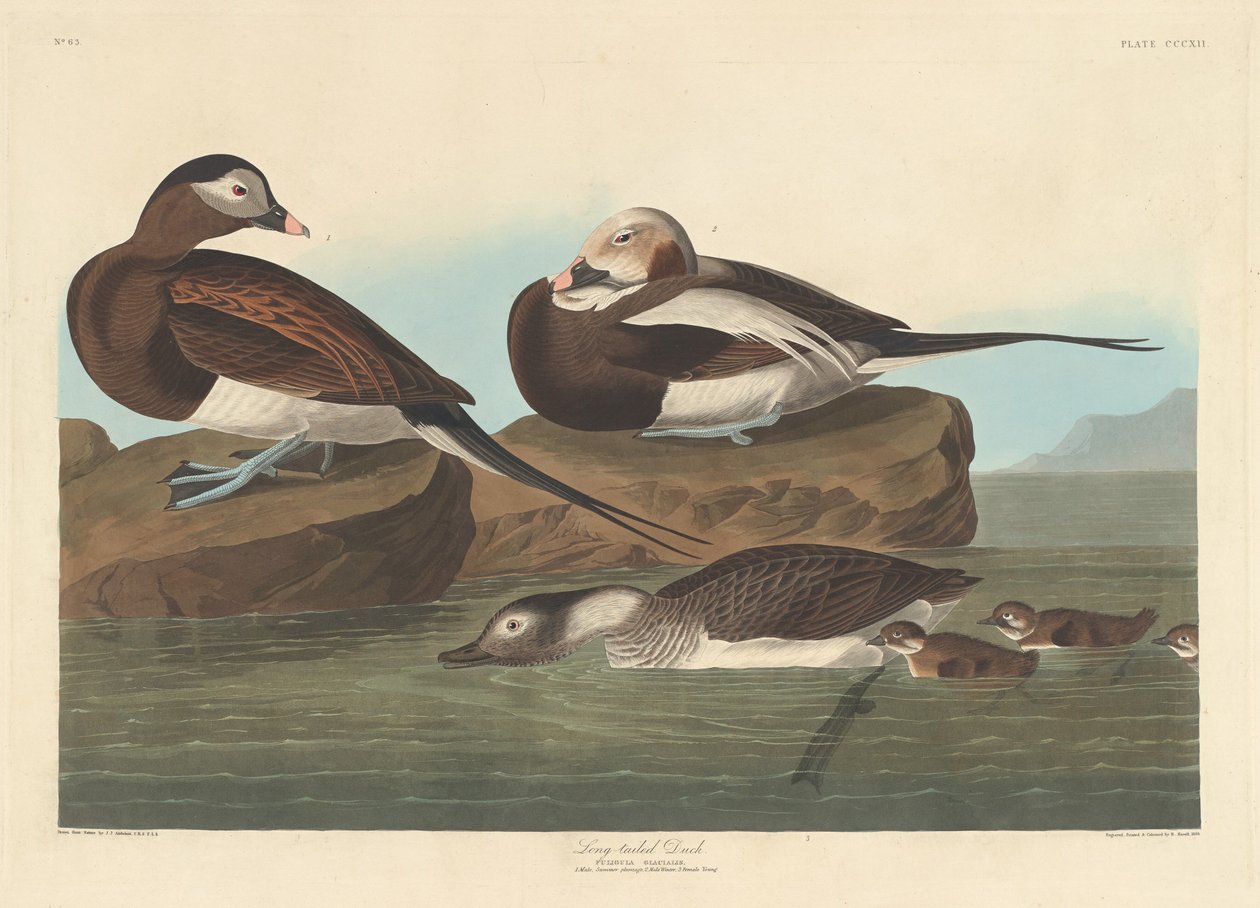 Eisente von Robert Havell after John James Audubon