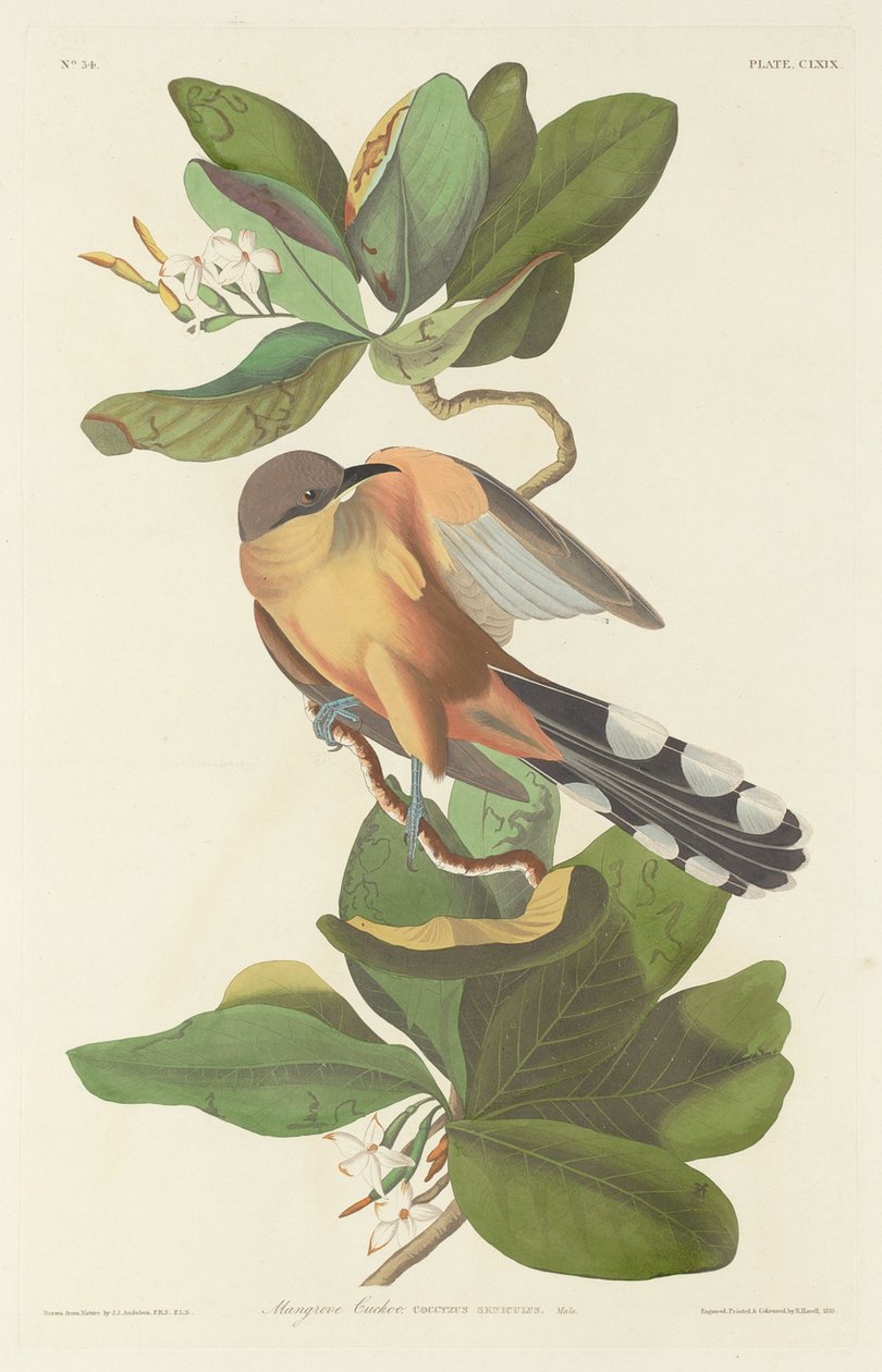 Mangrovenkuckuck von Robert Havell after John James Audubon