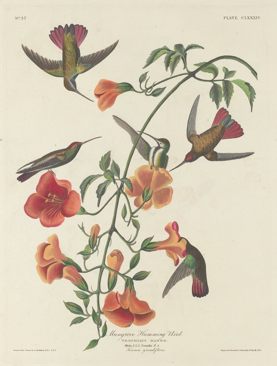 Mangrovenkolibri von Robert Havell after John James Audubon