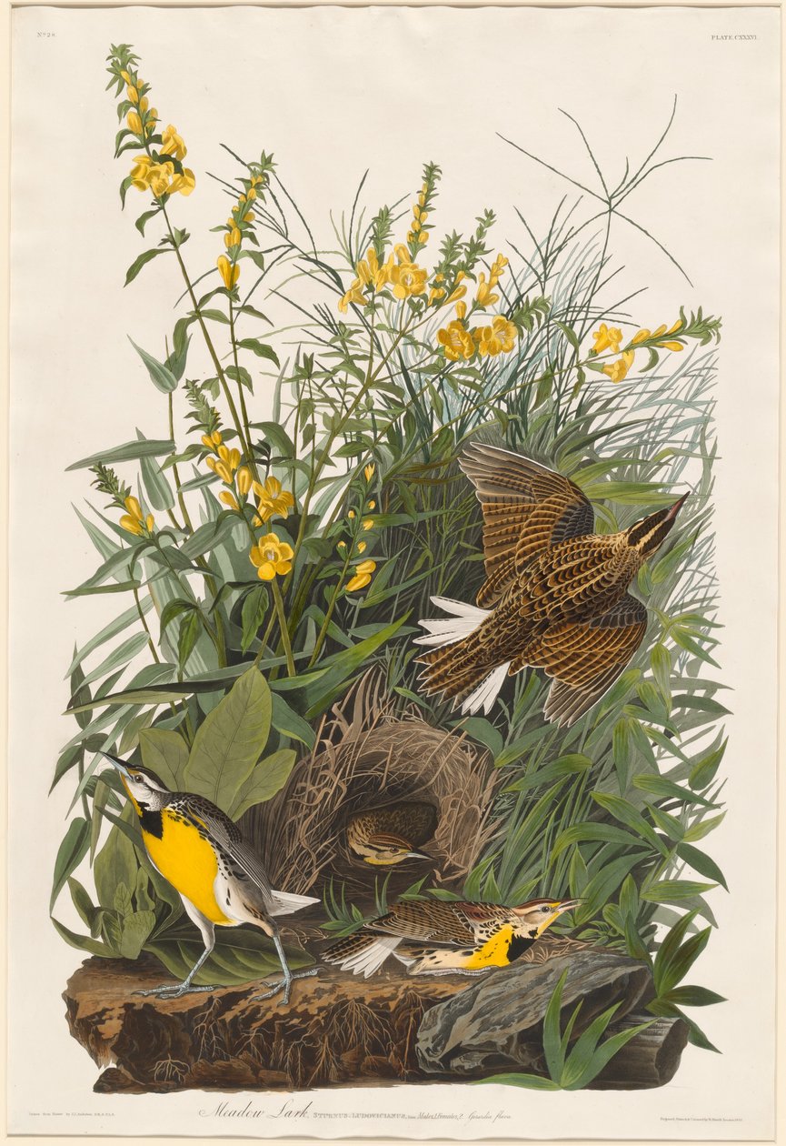 Wiesenlerche von Robert Havell after John James Audubon