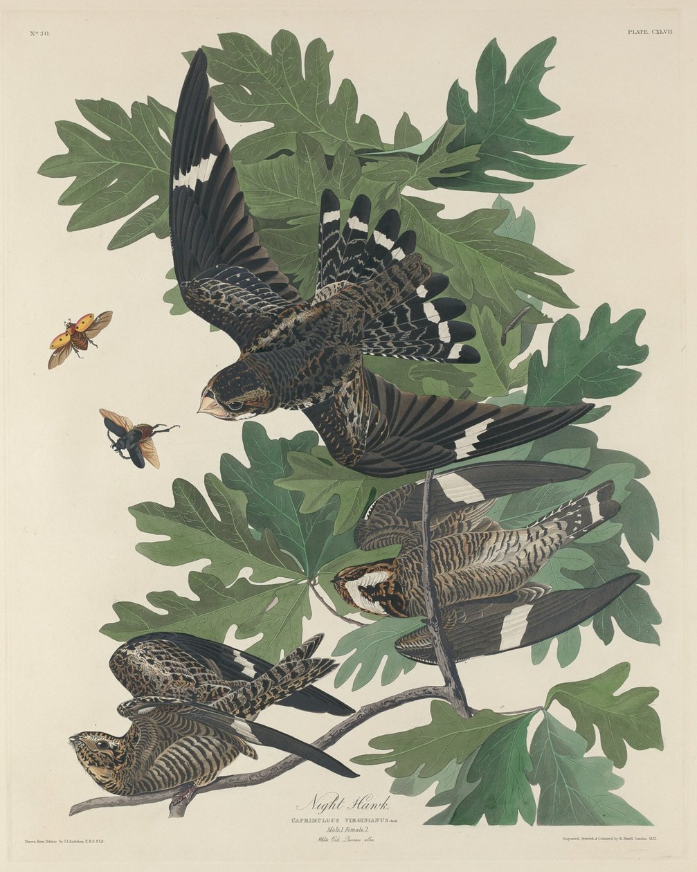 Nachthabicht von Robert Havell after John James Audubon