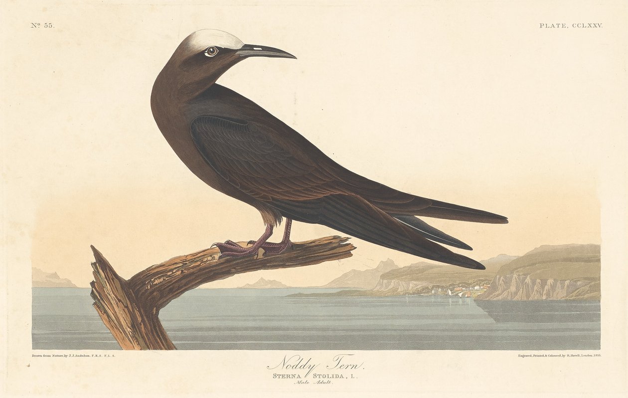 Noddy-Seeschwalbe von Robert Havell after John James Audubon