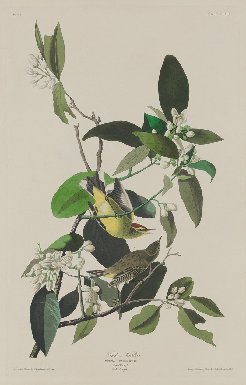 Palmwaldsänger von Robert Havell after John James Audubon