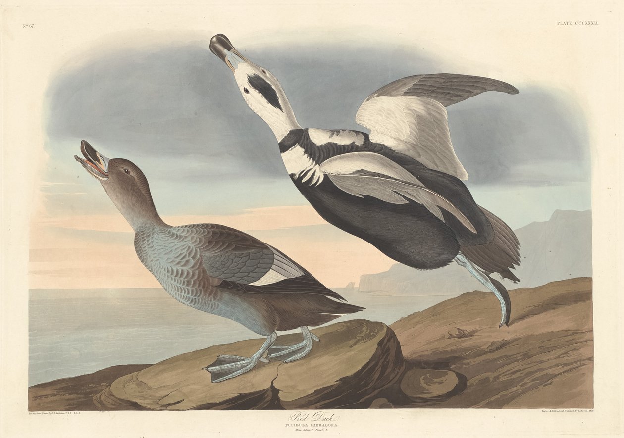 Pied Duck von Robert Havell after John James Audubon