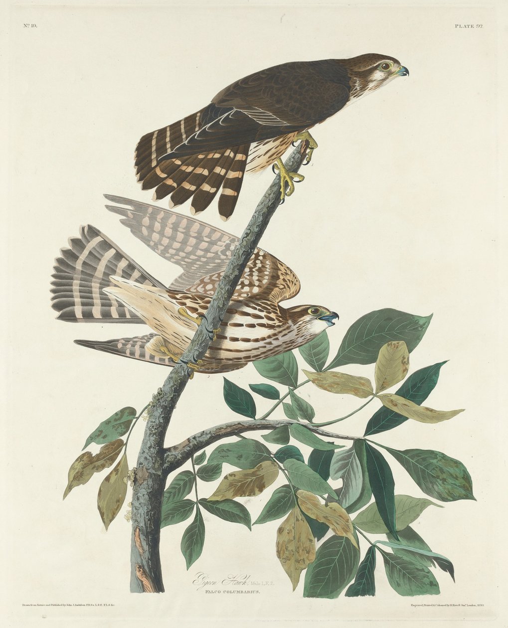 Taubenfalke von Robert Havell after John James Audubon