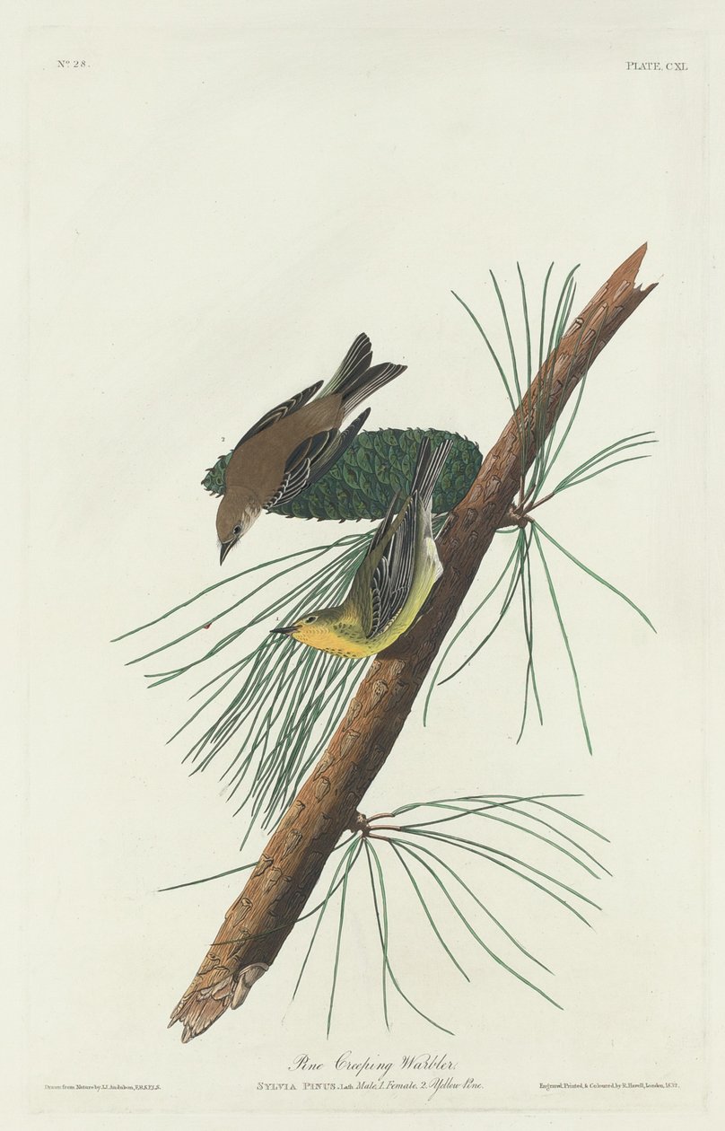 Kiefernsänger von Robert Havell after John James Audubon