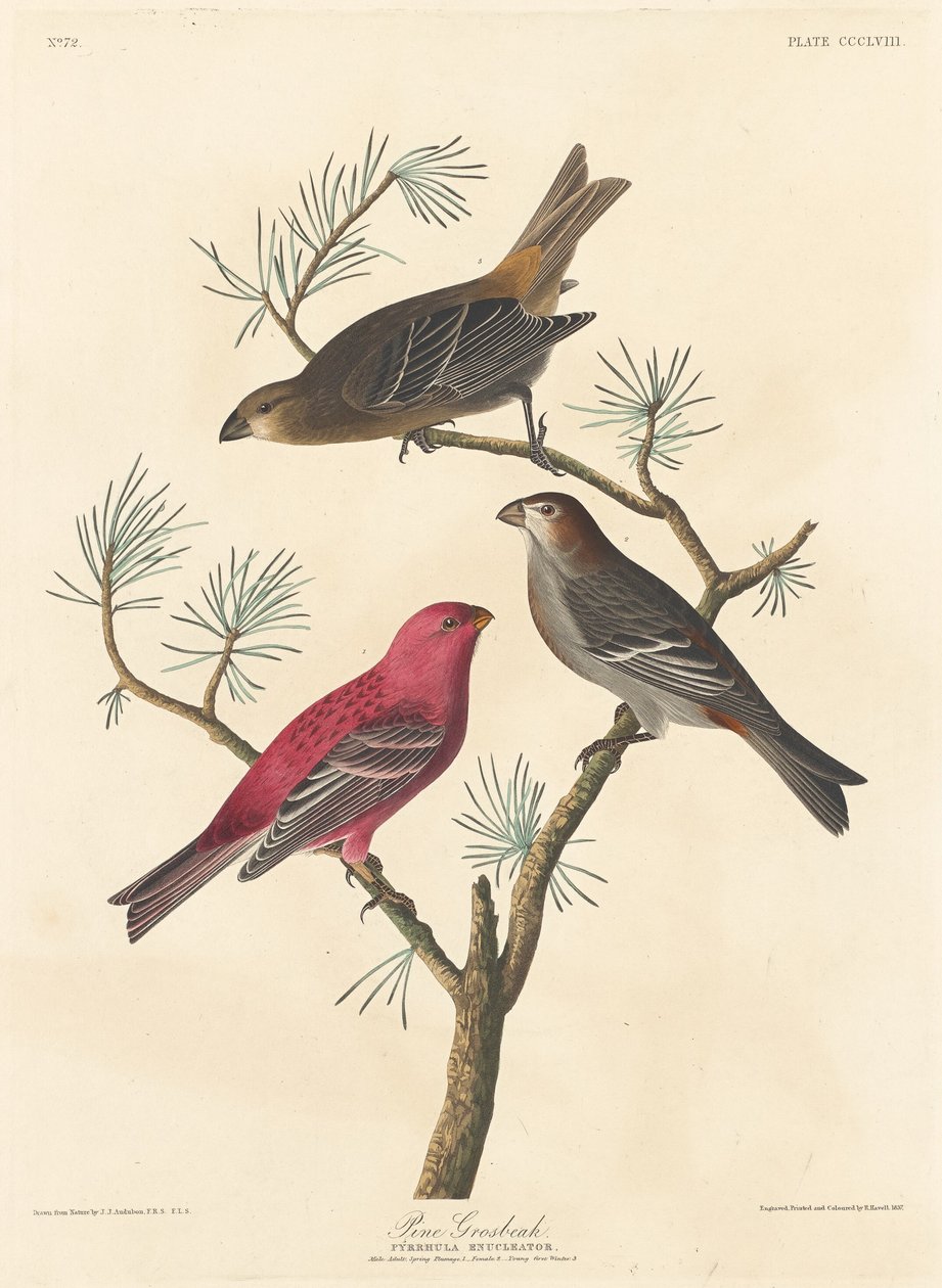 Fichtenkreuzschnabel von Robert Havell after John James Audubon