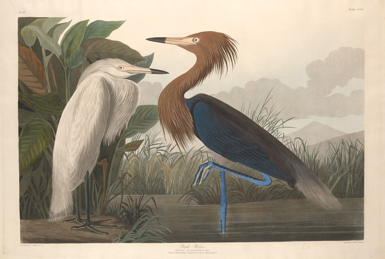 Purpurreiher von Robert Havell after John James Audubon