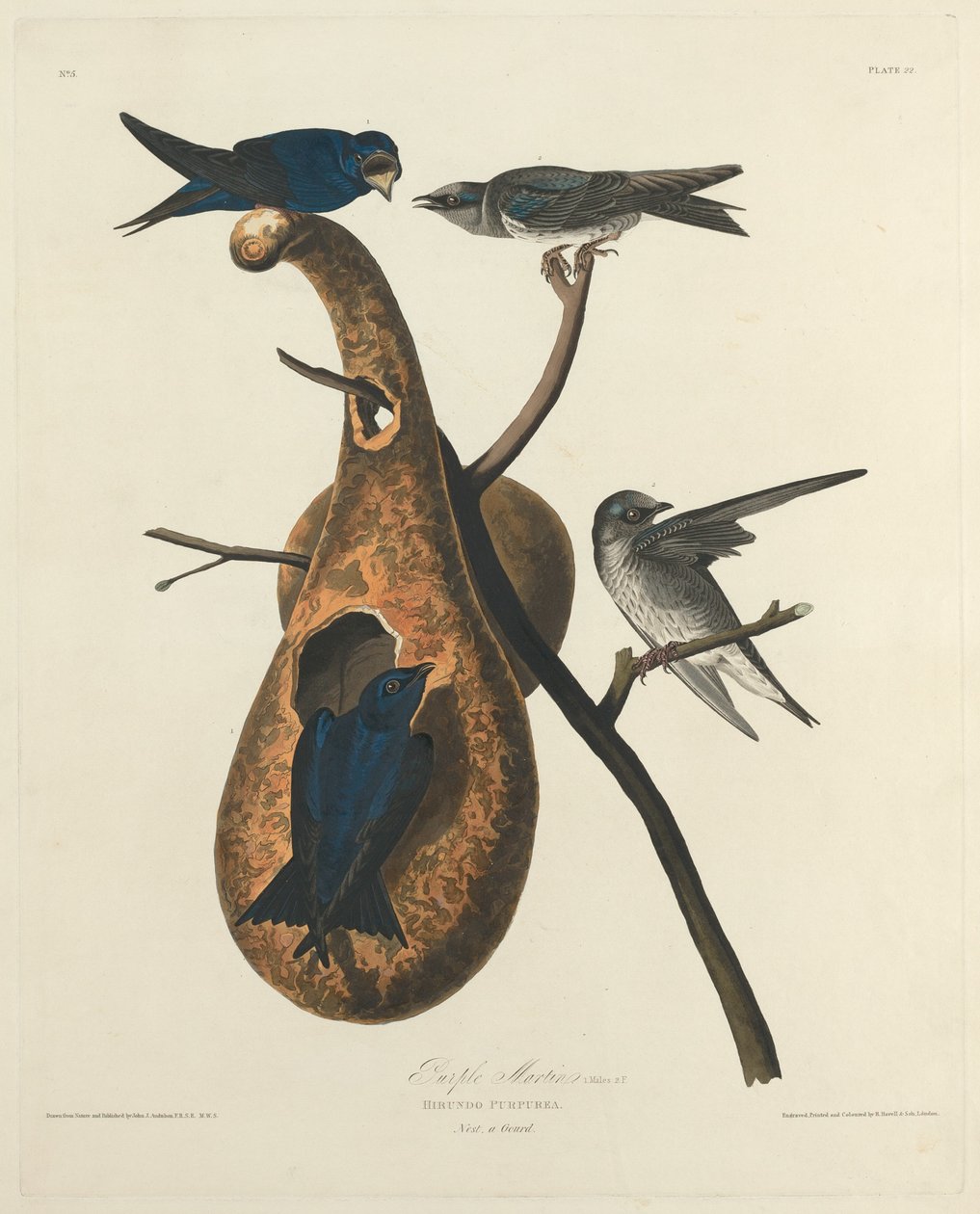 Purpurschwalbe von Robert Havell after John James Audubon