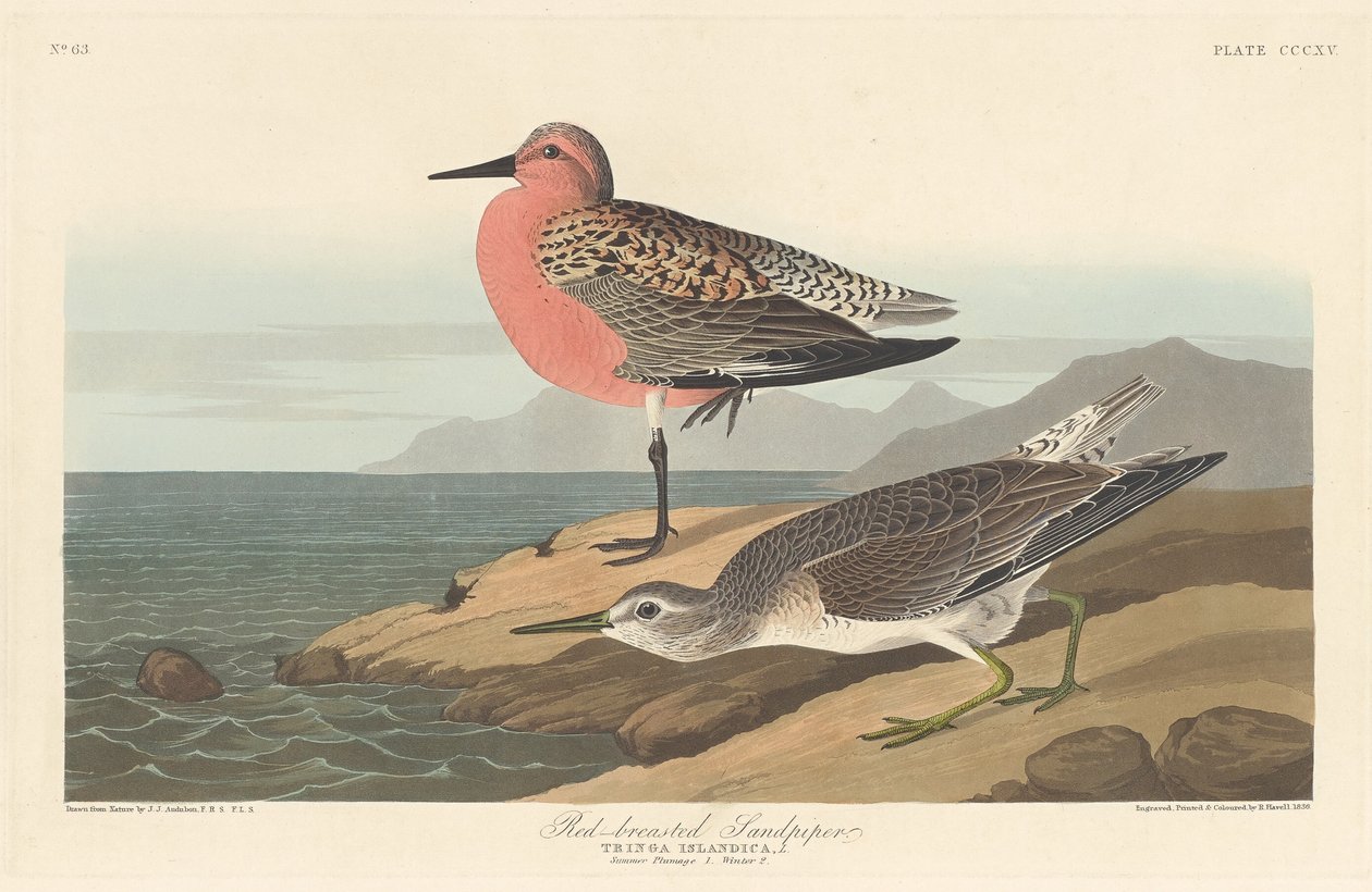 Rotschenkelstrandläufer von Robert Havell after John James Audubon