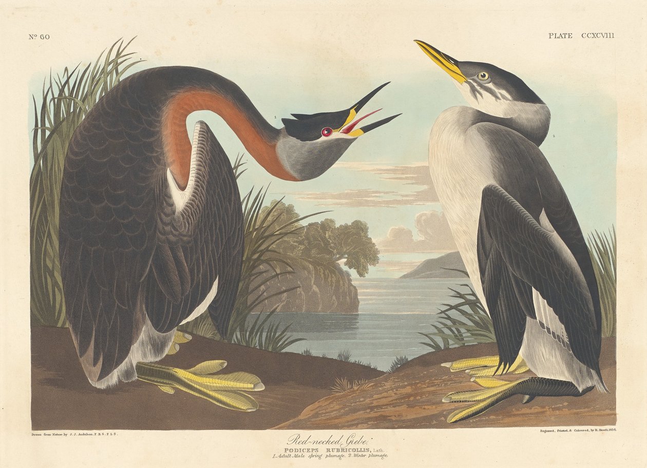 Rothalstaucher von Robert Havell after John James Audubon