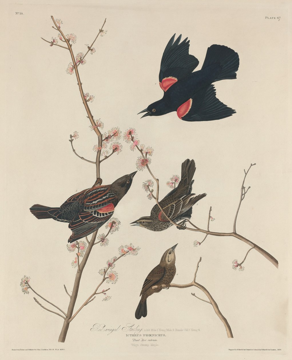Rotflügelstärling von Robert Havell after John James Audubon