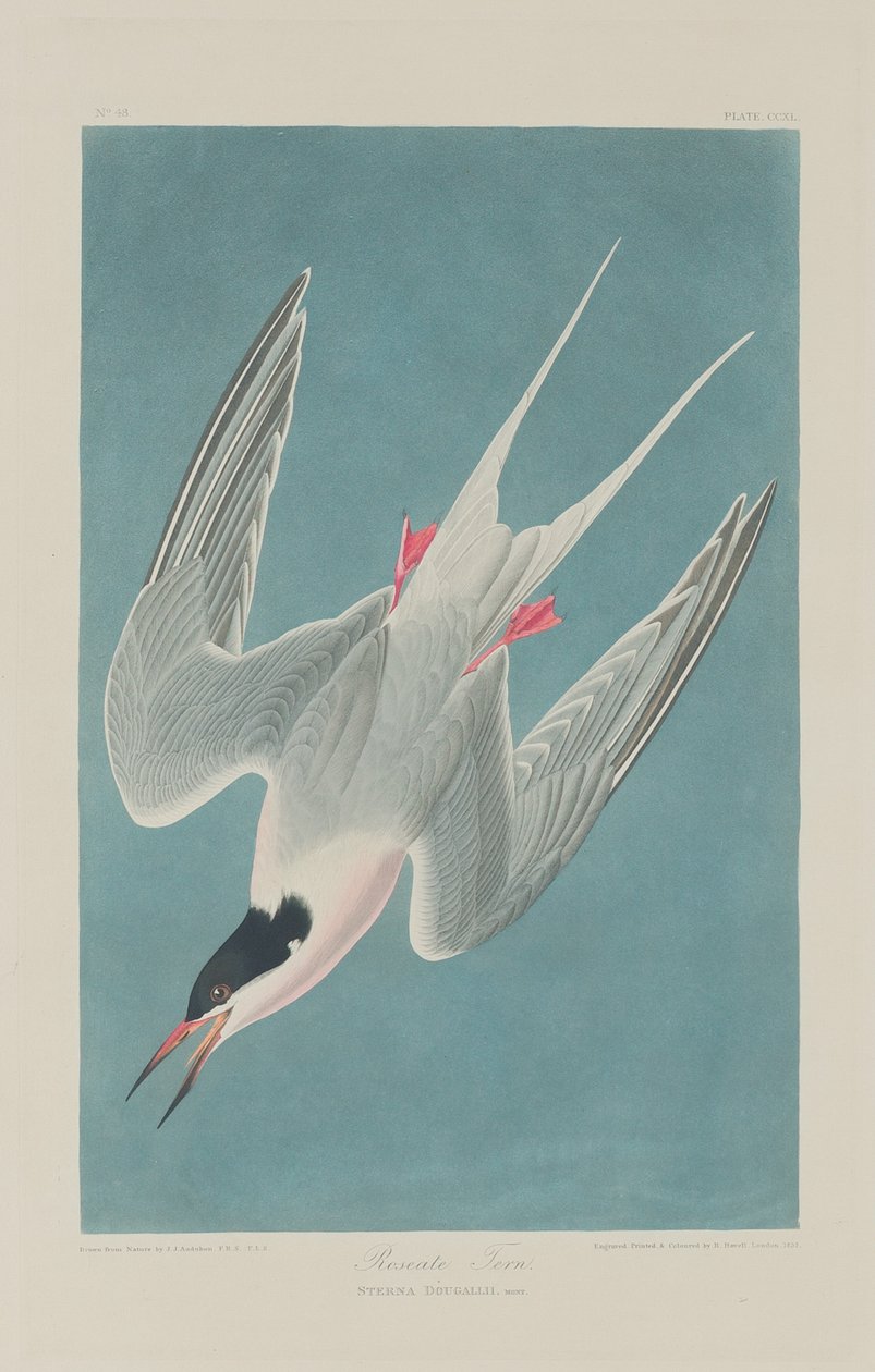 Rosenseeschwalbe von Robert Havell after John James Audubon