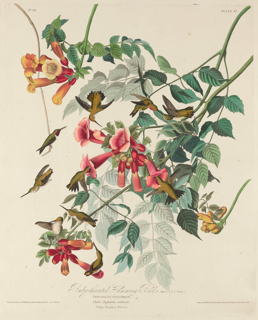 Rubinkehlkolibri von Robert Havell after John James Audubon