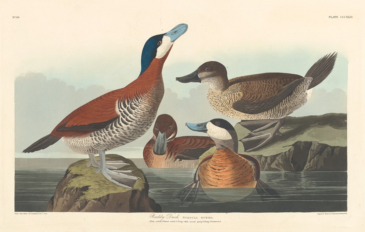 Ruderente von Robert Havell after John James Audubon