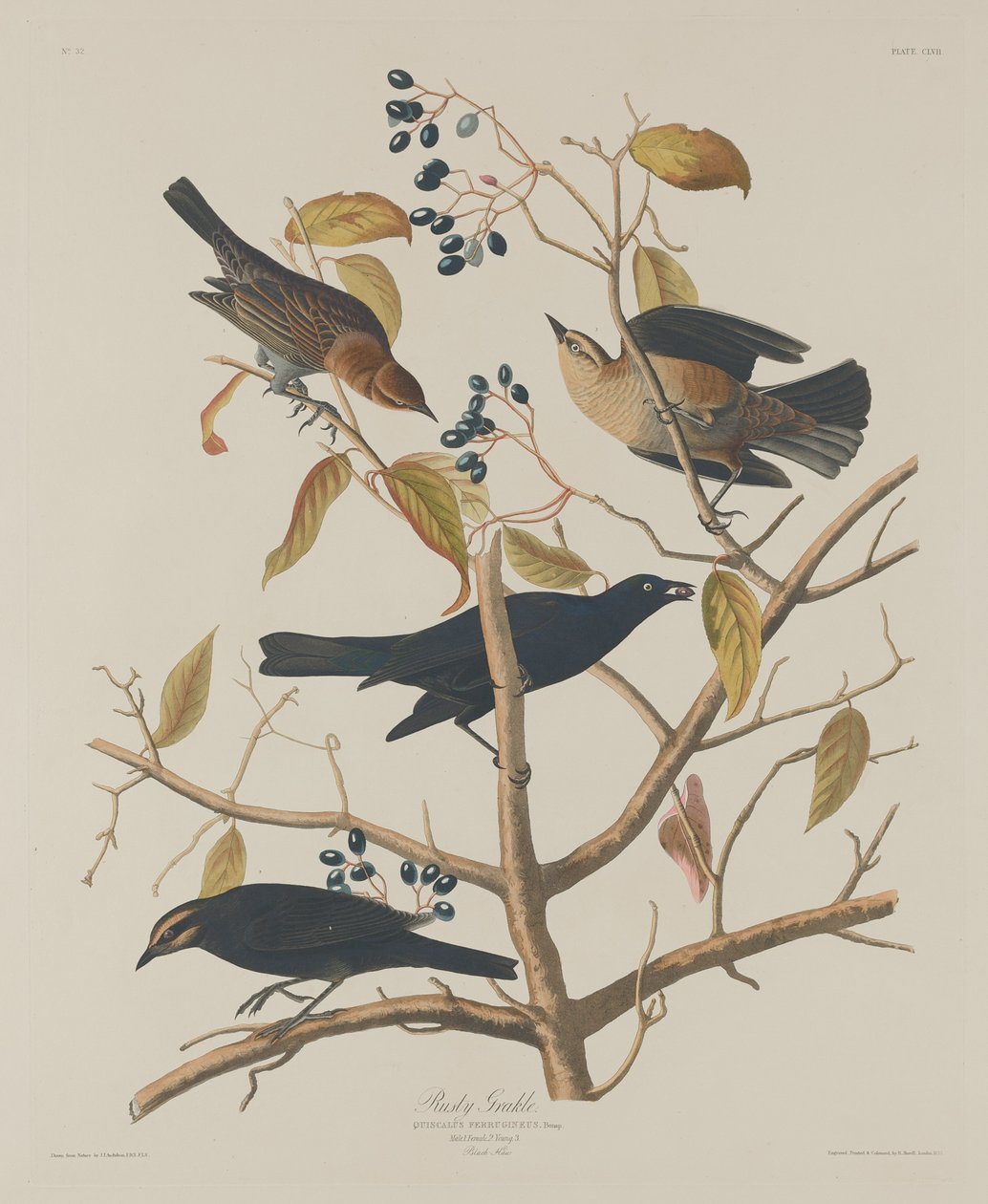 Rostiger Grakle von Robert Havell after John James Audubon