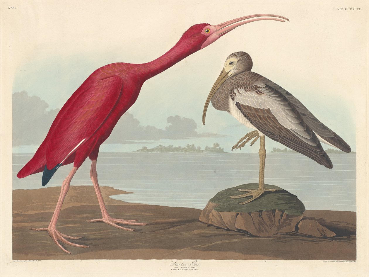 Scharlachsichler von Robert Havell after John James Audubon