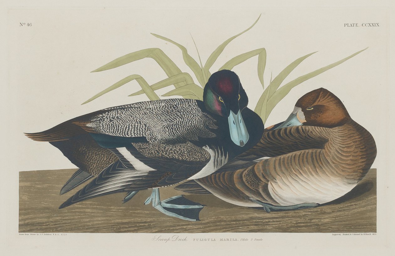 Bergente von Robert Havell after John James Audubon