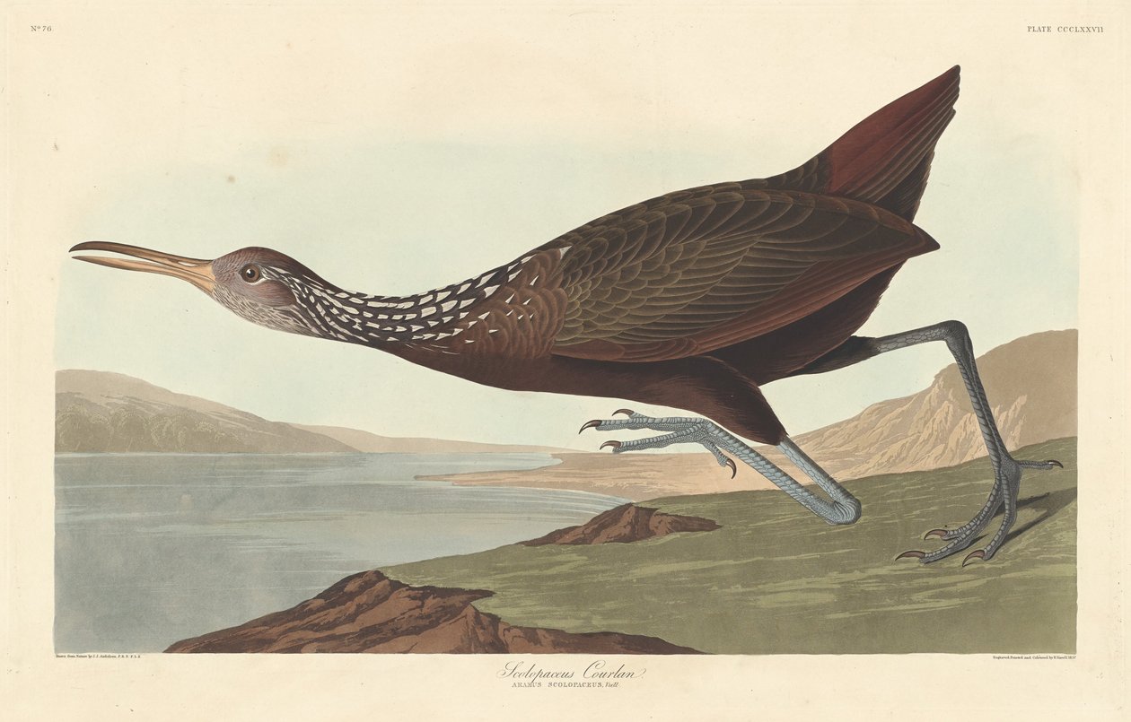 Scolopaceus Courlan von Robert Havell after John James Audubon