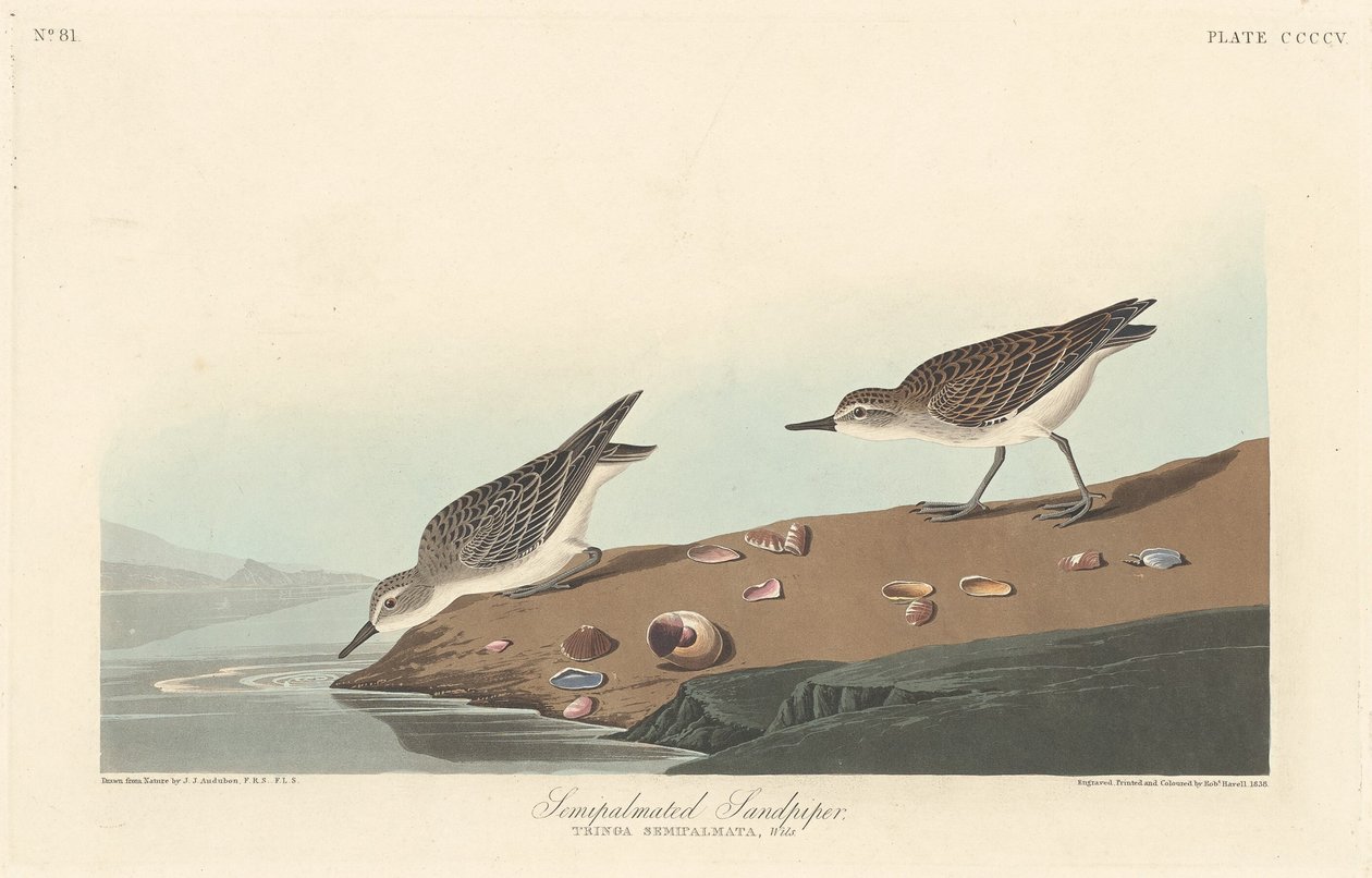 Halbpalmenstrandläufer von Robert Havell after John James Audubon