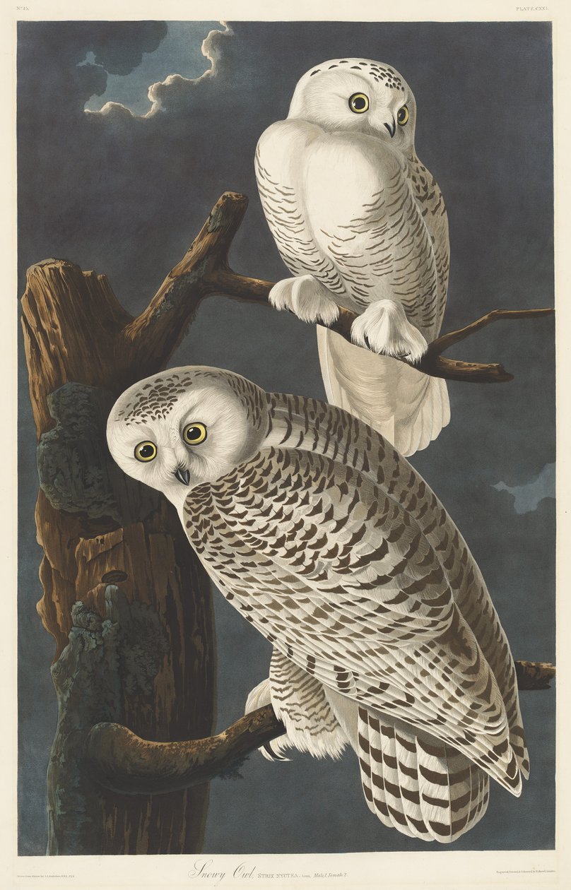 Schneeeule von Robert Havell after John James Audubon