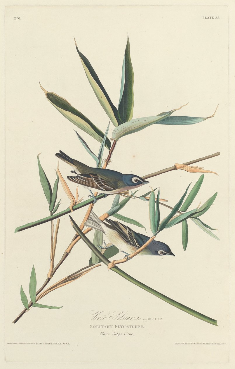 Einsamer Fliegenschnäpper von Robert Havell after John James Audubon