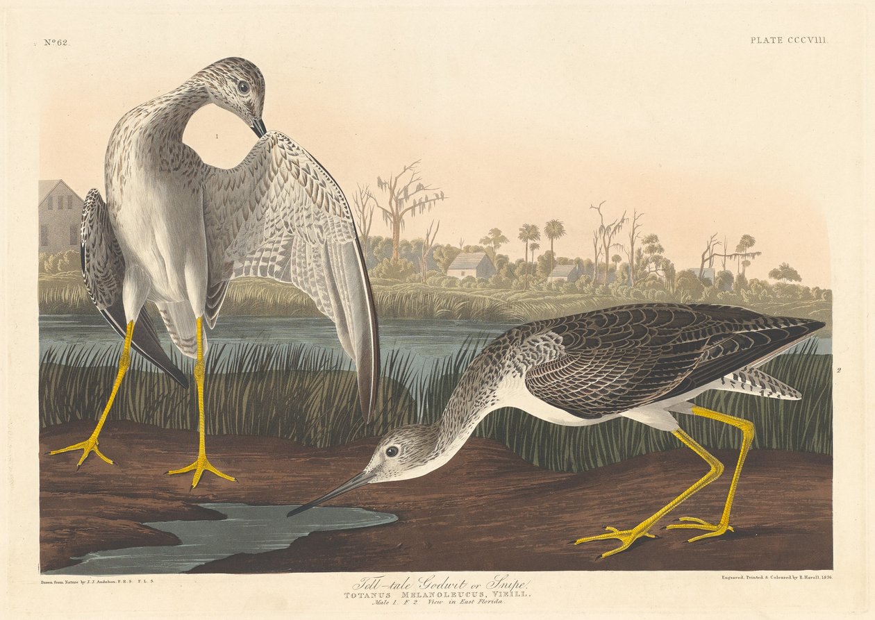 Verräterischer Uferschnepfe von Robert Havell after John James Audubon