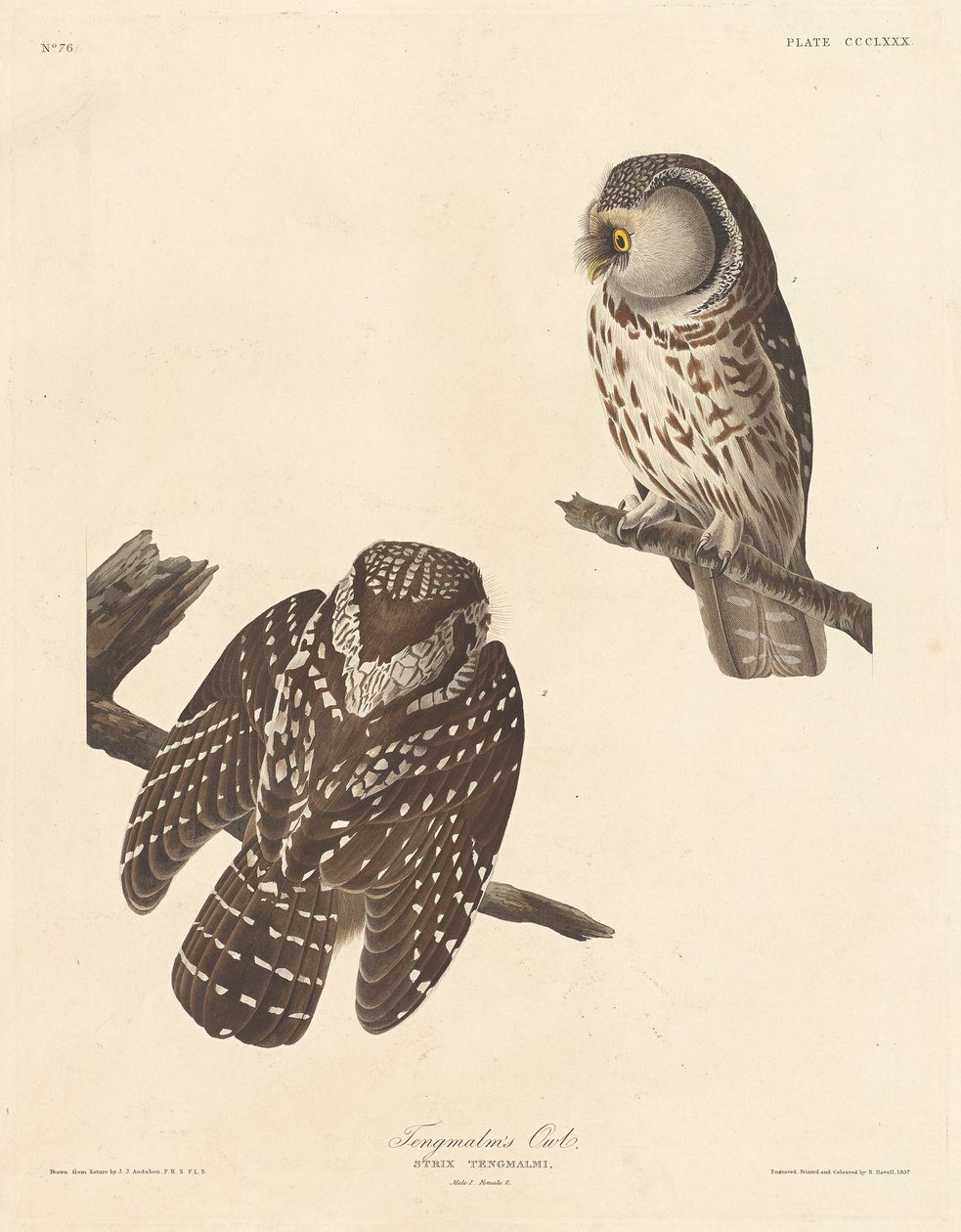 Rauhfusskauz von Robert Havell after John James Audubon
